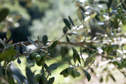 AperivOLIO: Degustazione tra gli Ulivi del Garda con cicchetti veneti gourmet 16